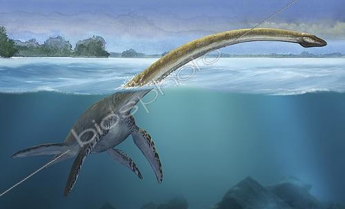Biosphoto | 2478527 | Elasmosaurus platyurus, a prehistoric dinosaur from the Cretaceous period. | &copy; Sergey Krasovskiy / Stocktrek Images / Biosphoto