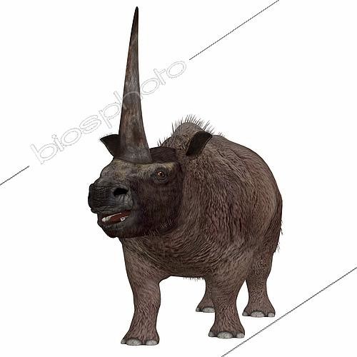 Biosphoto | 2472796 | Elasmotherium, mammifère apparenté aux rhinocéros qui a vécu au Pléistocène sur les territoires de la Russie, de l'Ukraine et de la Moldavie actuelles | &copy; Corey Ford / Stocktrek Images / Biosphoto