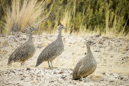 Biosphoto | 2072340 | Elegant crested tinamou (Eudromia elegans), Punta Norte, Argentina | &copy; Ignacio Yufera / Biosphoto