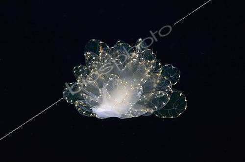Biosphoto | 2485359 | Elegant Cyerce Slug (Cyerce elegans) free-swimming, Sedam dive site, Tulamben, Karangasem Regency, Bali, Indonesia, Indian Ocean | &copy; Colin Marshall / Biosphoto