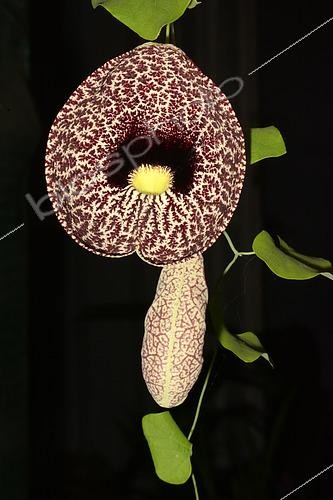 Biosphoto | 2461579 | Elegant dutchman's pipe (Aristolochia elegans) on black background, New Caledonia | &copy; David Massemin / Biosphoto