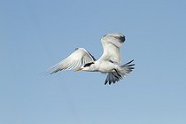 Biosphoto | 2395577 | Elegant tern (Thalasseus elegans) in flight, Sausalito, San Francisco Bay, California, | &copy; Jack Chapman / Biosphoto