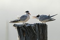 Biosphoto | 2395547 | Elegant tern (Thalasseus elegans) juvenile food begging on a pole, Sausalito, San Francisco Bay, California, | &copy; Jack Chapman / Biosphoto