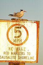 Biosphoto | 2395548 | Elegant tern (Thalasseus elegans) on a pole, Sausalito, San Francisco Bay, California, | &copy; Jack Chapman / Biosphoto