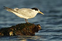 Biosphoto | 2395566 | Elegant tern (Thalasseus elegans) on floating waste, Sausalito, San Francisco Bay, California, | &copy; Jack Chapman / Biosphoto