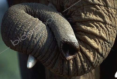 Biosphoto | 2849 | Eléphant d'Afrique Gros plan de la trompe Kenya | &copy; Jean-Michel Labat / Biosphoto