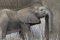 Biosphoto | 2081913 | Elephant d'Afrique (Loxodonta africana) Eléphanteau se frottant à sa mère en souriant, Kruger, Afrique du Sud | &copy; Tonino De Marco / Biosphoto