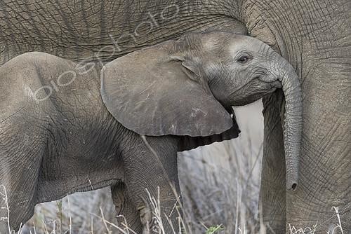 Biosphoto | 2081913 | Elephant d'Afrique (Loxodonta africana) Eléphanteau se frottant à sa mère en souriant, Kruger, Afrique du Sud | &copy; Tonino De Marco / Biosphoto