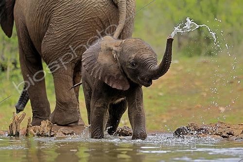 Biosphoto | 2593661 | Éléphant d'Afrique (Loxodonta africana), éléphanteau avec sa mère, au bord de l'eau, Parc national Kruger, Afrique du Sud, Afrique | &copy; Jürgen & Christine Sohns / imageBROKER / Biosphoto