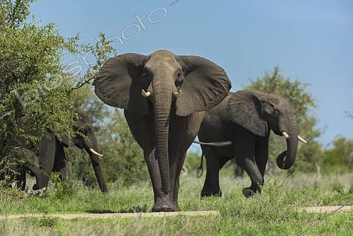 Biosphoto | 2081927 | Elephant d'Afrique (Loxodonta africana) faisant barrage, Kruger, Afrique du Sud | &copy; Tonino De Marco / Biosphoto