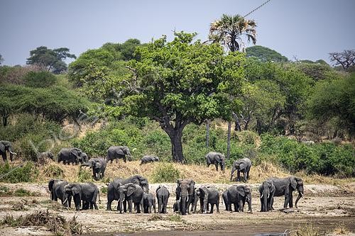 Biosphoto | 2603010 | Eléphant d'Afrique (Loxodonta africana) famille d'éléphant sur le bord de la rivière dans le parc national de Tarangire, Tanaznie | &copy; Clément Fontaine / Biosphoto
