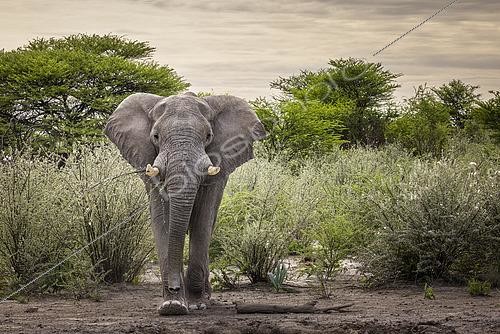 Biosphoto | 2600661 | Eléphant d'Afrique (Loxodonta africana) marchant dans la savane, Namibie, Afrique | &copy; Alain Roux / Biosphoto