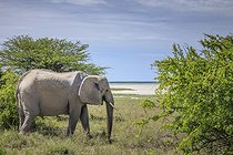 Biosphoto | 2601892 | Eléphant d'Afrique (Loxodonta africana), parc national d'Etosha, Namibie, Afrique | &copy; Alain Roux / Biosphoto