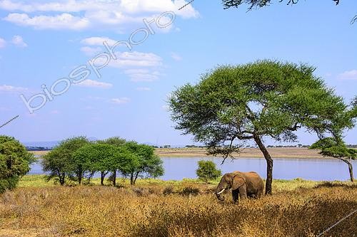 Biosphoto | 2603041 | Eléphant d'Afrique (Loxodonta africana) sous un arbre au bord d'un lac dans le parc national de Tarangire, Tanzanie | &copy; Clément Fontaine / Biosphoto