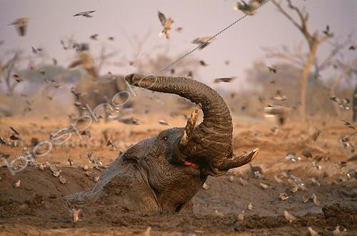 Biosphoto | 5269 | Eléphant d'Afrique prenant un bain de boue Botswana | &copy; Theo Allofs / Biosphoto