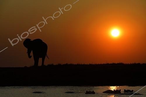 Biosphoto | 1987319 | Elephant and Hippos at dusk - Chobe Botswana | &copy; Philippe-Alexandre Chevallier / Biosphoto
