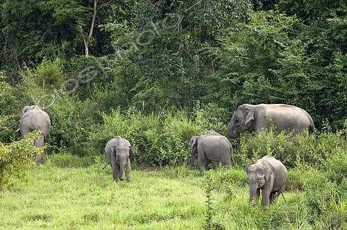 Biosphoto | 2279064 | Eléphant d'Asie (Elephas maximus) famille, Thaïlande | &copy; Henry Ausloos / Biosphoto