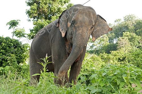 Biosphoto | 2279058 | Eléphant d'Asie (Elephas maximus), Thaïlande | &copy; Henry Ausloos / Biosphoto