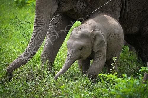 Biosphoto | 2030655 | Eléphant d'Asie et jeune arrachant de l'herbe - Thaïlande ; Elephant Nature Park | &copy; Stéphanie Meng / Biosphoto