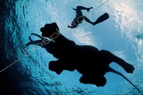 Biosphoto | 2047685 | Eléphant d'Asie et plongeuse nageant - Iles Andaman Inde | &copy; Mike Korostelev / Biosphoto