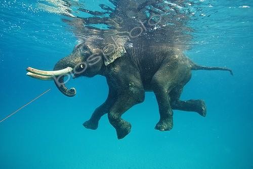 Biosphoto | 2047687 | Eléphant d'Asie nageant en mer - Iles Andaman Inde | &copy; Mike Korostelev / Biosphoto