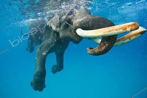 Biosphoto | 2047688 | Eléphant d'Asie nageant en mer - Iles Andaman Inde | &copy; Mike Korostelev / Biosphoto
