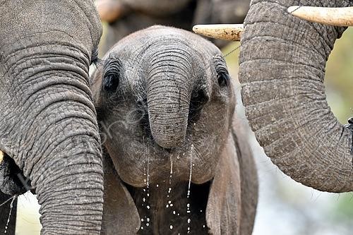 Biosphoto | 2551873 | Eléphant de savane d'Afrique (Loxodonta africana), éléphanteau buvant, Hwange NP, Zimbabwe | &copy; Pierre Vernay / Biosphoto