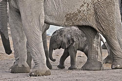 Biosphoto | 2622912 | Eléphant de savane d'Afrique (loxodonta africana) éléphanteau, P.N. Etosha, Namibie | &copy; Michel Bureau / Biosphoto