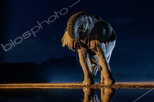 Biosphoto | 2605433 | Éléphant de savane d'Afrique ou Éléphant de savane (Loxodonta africana) buvant de nuit dans une mare, Shompole wilderness, Shompole Community, Kenya, Afrique de l'Est, | &copy; Sylvain Cordier / Biosphoto