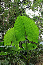 Biosphoto | 2621632 | Elephant ear leaves (Alocasia macrorrhiza) in a rainforest. Choco Andino. Ecuador; South America. | &copy; Brigitte Marcon / Biosphoto