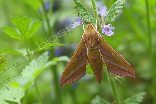 Biosphoto | 2072736 | Elephant Hawk-moth (Deilephila elpenor) resting on a stem of ground ivy (Glechoma hederacea) in spring in a meadow near a stream. Entre-deux-Mers region, Gironde, Aquitaine, France. | &copy; Bernard Dubreuil / Biosphoto