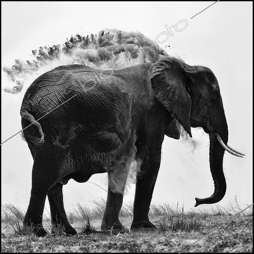 Biosphoto | 1977479 | Eléphant prenant un bain de poussière - Chobe Botswana | &copy; Philippe-Alexandre Chevallier / Biosphoto
