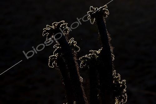 Biosphoto | 1543673 | Elephant’s trunk in the mountains of the Richtersveld  RSA | &copy; Jean-Philippe Delobelle / Biosphoto
