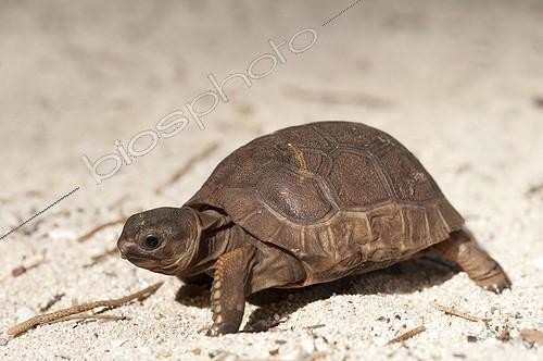 Biosphoto | 1290742 | Elephantine tortoise of the Seychelles Cousin Island  ; The individual is aged three weeks | &copy; Hervé Chellé  / Biosphoto