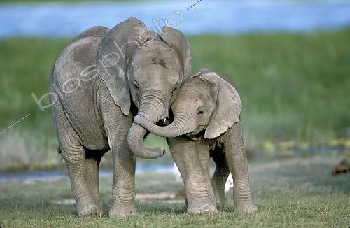 Biosphoto | 5249 | Eléphants d'Afrique jeune Kenya | &copy; Jean-Michel Labat / Biosphoto