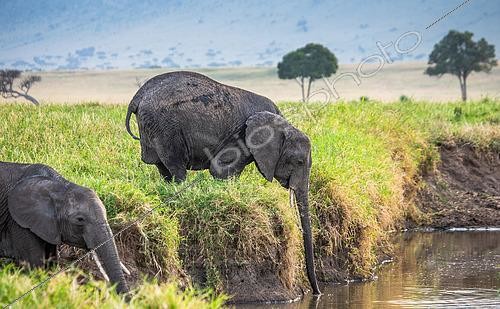 Biosphoto | 2544181 | Eléphants d'Afrique (Loxodonta africana) buvant dans la savane. Parc national du Masai Mara. Parc national du Serengeti. Kenya. Tanzanie. | &copy; Andrey Gudkov / Biosphoto