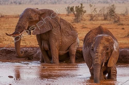 Biosphoto | 2068582 | Eléphants d'Afrique (Loxodonta africana) se baignant, Tsavo Est, Kenya | &copy; Myriam Dupuis / Biosphoto