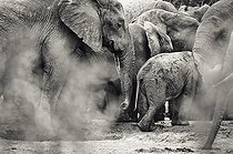 Biosphoto | 2034732 | Elephants at water point - Addo Elephant South Africa  | &copy; Anne Claire Monna / Biosphoto