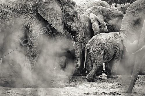 Biosphoto | 2034732 | Elephants at water point - Addo Elephant South Africa  | &copy; Anne Claire Monna / Biosphoto