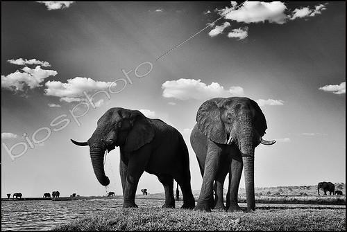 Biosphoto | 2010211 | Elephants on the banks of the Chobe River - Botswana | &copy; Philippe-Alexandre Chevallier / Biosphoto