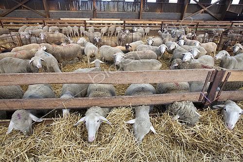 Biosphoto | 2575801 | Elevage de moutons de race mérinos. Brebis à qui ont a retiré les agneaux, taries avec de la paille en guise de fourrage dans une bergerie, France | &copy; Claudius Thiriet / Biosphoto