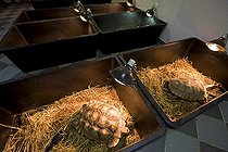 Biosphoto | 654005 | Elevage de Tortues à éperons en bacs Paris France | &copy; Michel Gunther / Biosphoto