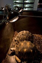 Biosphoto | 654007 | Elevage de Tortues à éperons en bacs Paris France | &copy; Michel Gunther / Biosphoto
