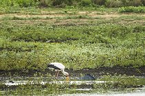 Biosphoto | 2601783 | ellow-billed Stork (Mycteria ibis) and black heron (Egretta ardesiaca) in parasol fishing posture, Namibia, Africa | &copy; Alain Roux / Biosphoto