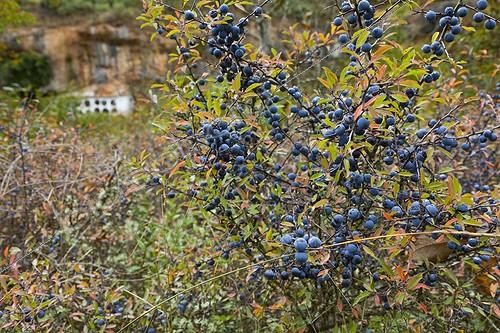 Biosphoto | 1715425 | Elm hives Hoces del Alto Ebro y Rudrón NP Spain | &copy; Juan-Carlos Muñoz / Biosphoto