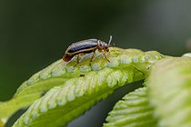 Biosphoto | 2601689 | Elm-leaf beetle (Xanthogaleruca luteola) on Elm (Ulmus sp.) leaf, Gers, France | &copy; Marie Aymerez / Biosphoto