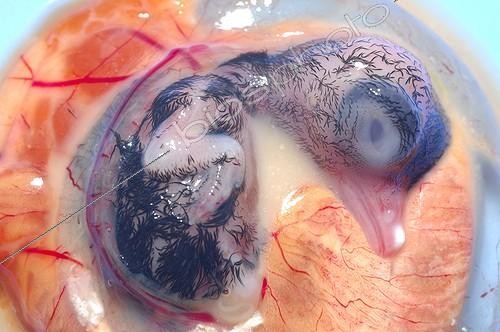 Biosphoto | 2046823 | Embryo of Little Auk - Greenland | &copy; Régis Cavignaux / Biosphoto