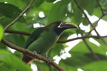 Biosphoto | 2395136 | Emerald Toucanet (Aulacorhynchus prasinus) on a branch, Costa Rica | &copy; Jean-François Noblet / Biosphoto