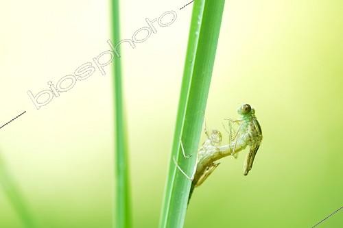 Biosphoto | 2017421 | Emergence d'Agrion sur une tige - Prairies du Fouzon France | &copy; Bruno Guénard / Biosphoto