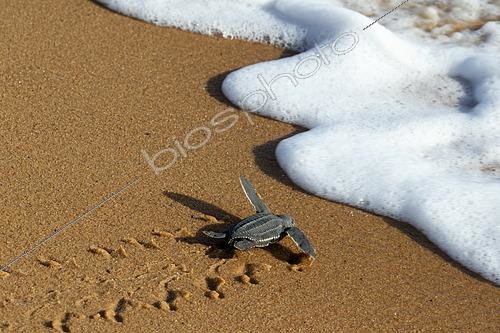 Biosphoto | 2581066 | Emergence de jeune Tortue luth (Dermochelys coriacea) partant vers la mer, Remire-Montjoly, Guyane Française | &copy; Nicolas Defaux / Biosphoto